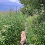 dog walking