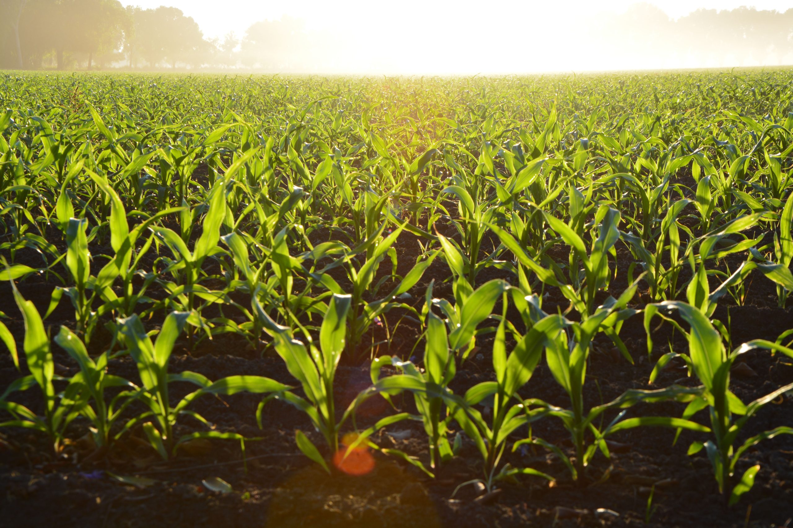 Cornfield during the daytime Cornfield during the daytime