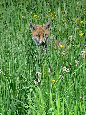 fox