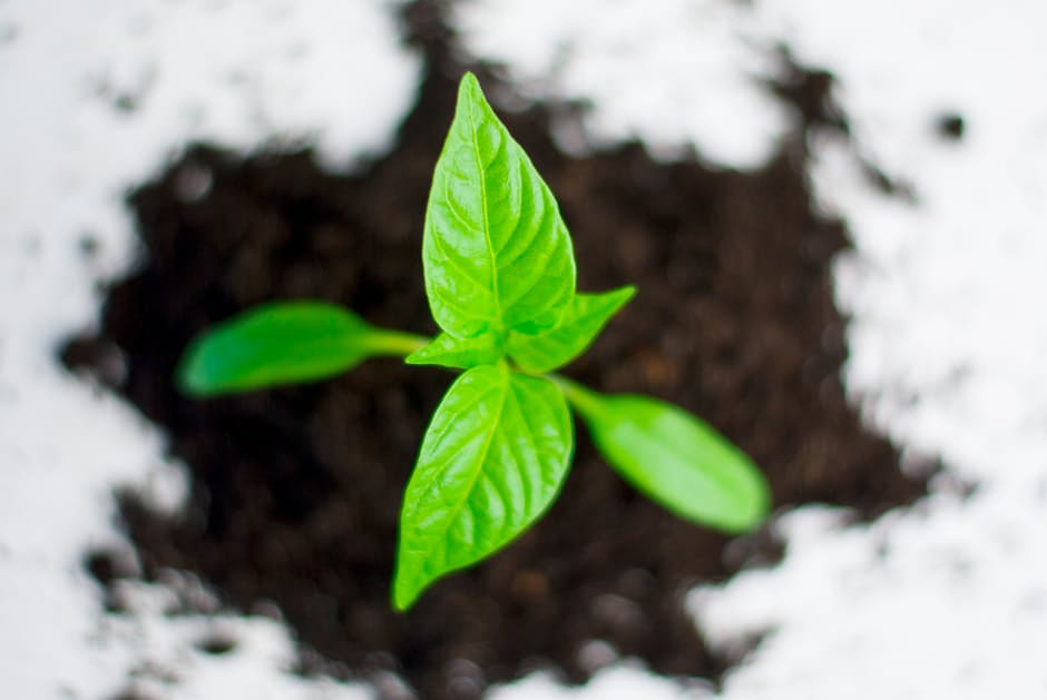 Carbon Neutral Exporter