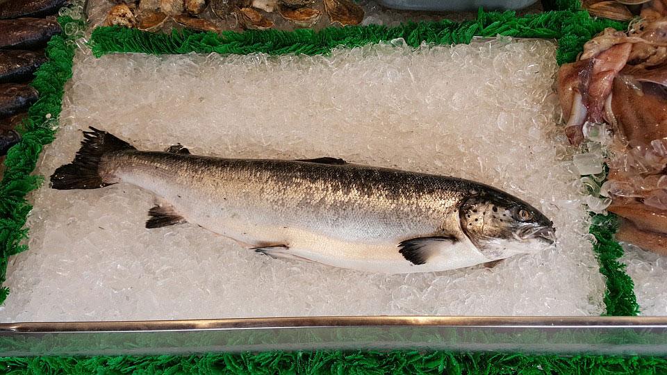 Salmon